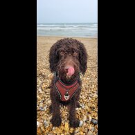 Cockapoo