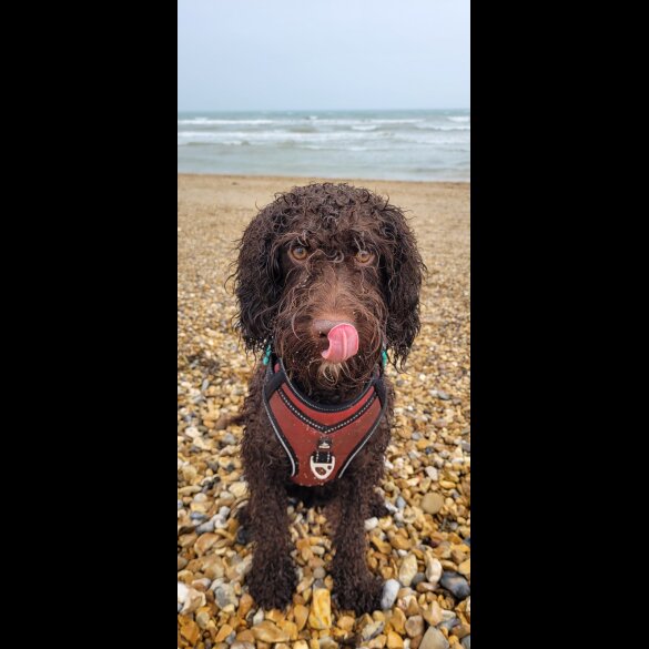 Cockapoo