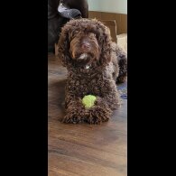 Cockapoo