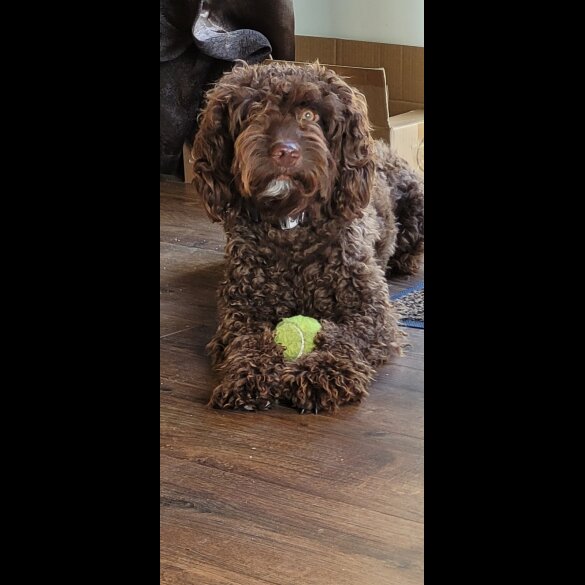 Cockapoo