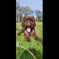 Cockapoo