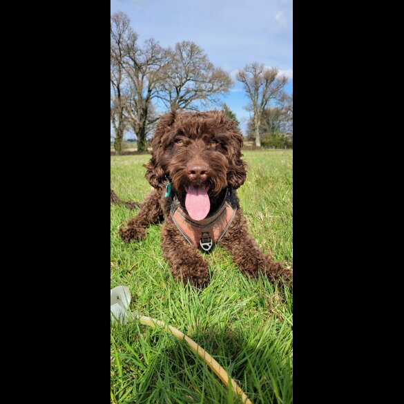 Cockapoo