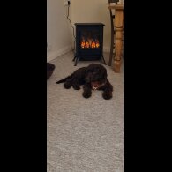 Cockapoo