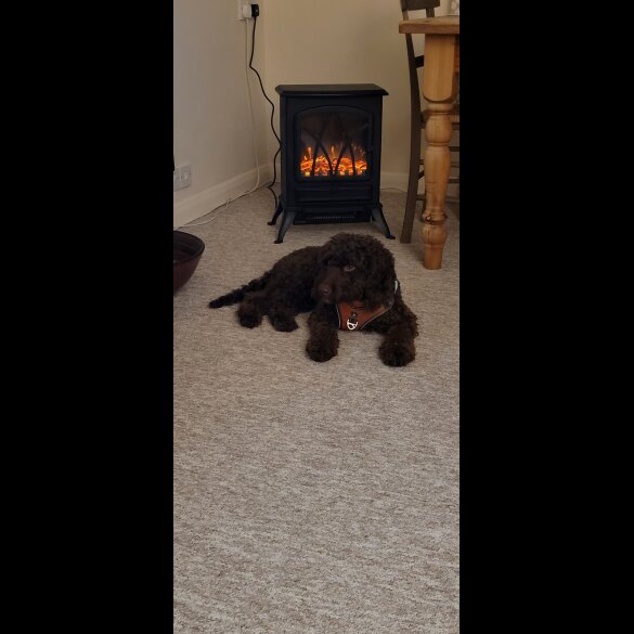 Cockapoo