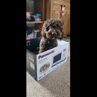Cockapoo