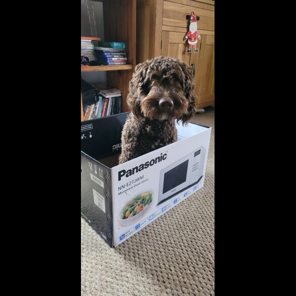 Cockapoo