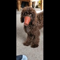 Cockapoo