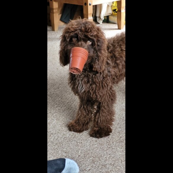 Cockapoo