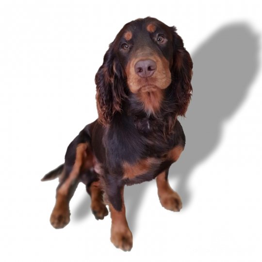 Cocker Spaniel