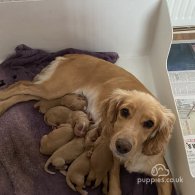 Cocker Spaniel - Both