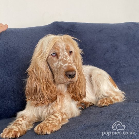 Cocker Spaniel (Working & Show)