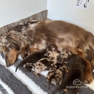 Dachshund (Standard & Miniature) - Both