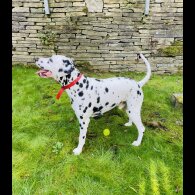 Dalmatian
