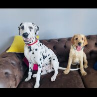 Dalmatian