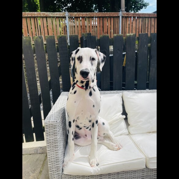 Dalmatian