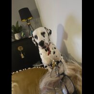 Dalmatian
