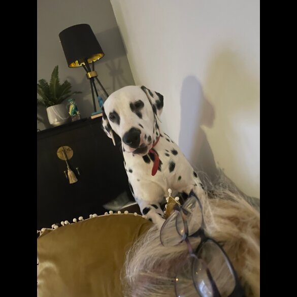 Dalmatian