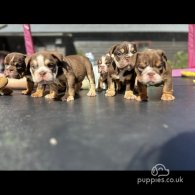 English Bulldog - Dogs