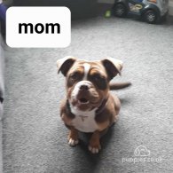 English Bulldog - Bitches