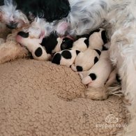 English Springer Spaniel - Both