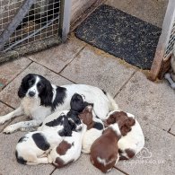 English Springer Spaniel - Dogs