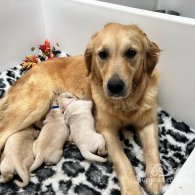 Golden Retriever - Both