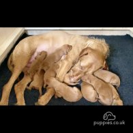 Hungarian Vizsla - Both