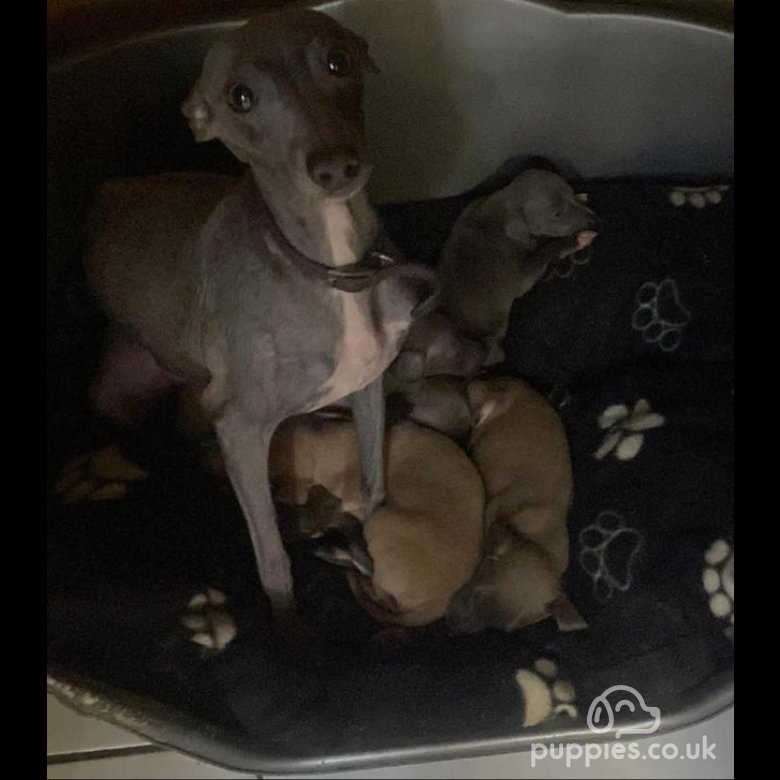 Italian greyhound sales pets4homes