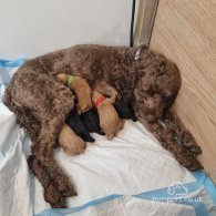 Labradoodle - Both
