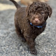 Labradoodle