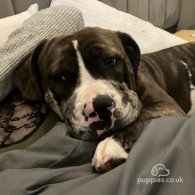 Bullmastiff - Bitches