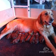 Mixed Breed - Both