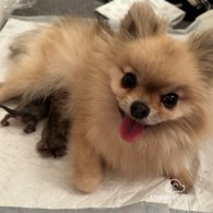 Pomeranian - Both