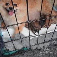 Pomeranian - Both