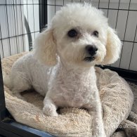 Poochon - Both