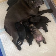 Pug - Both