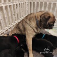 Pug - Both