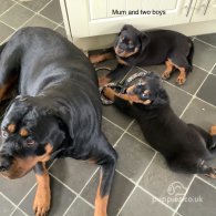 Rottweiler - Dogs