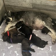 Schnoodle - Both