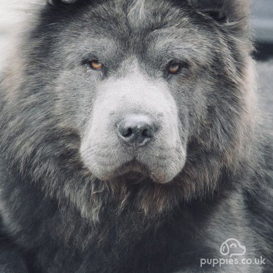 Shar Pei
