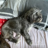 Mixed Breed - Both