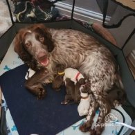 Sprocker Spaniel - Both