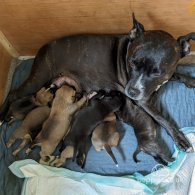 Staffordshire Bull Terrier - Both
