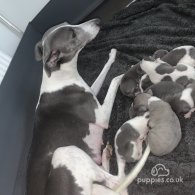 Whippet - Both