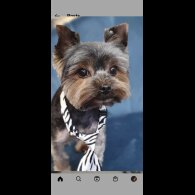 Yorkshire Terrier - Dogs