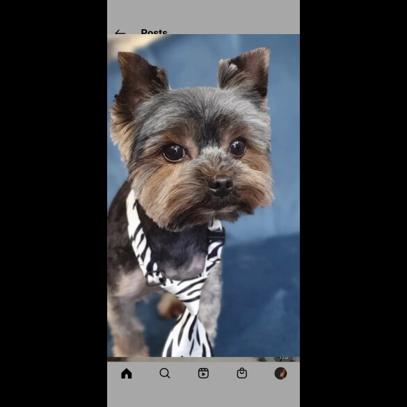 Yorkshire Terrier - Dogs