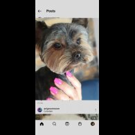Yorkshire Terrier - Dogs