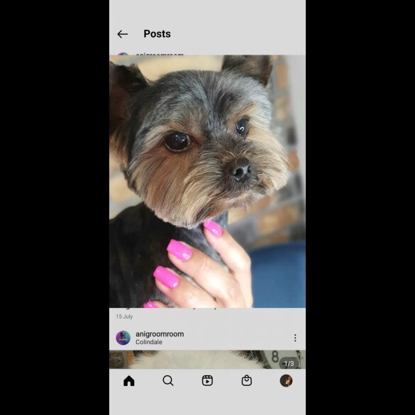 Yorkshire Terrier - Dogs