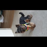 Yorkshire Terrier - Dogs