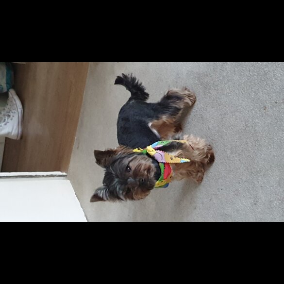 Yorkshire Terrier - Dogs